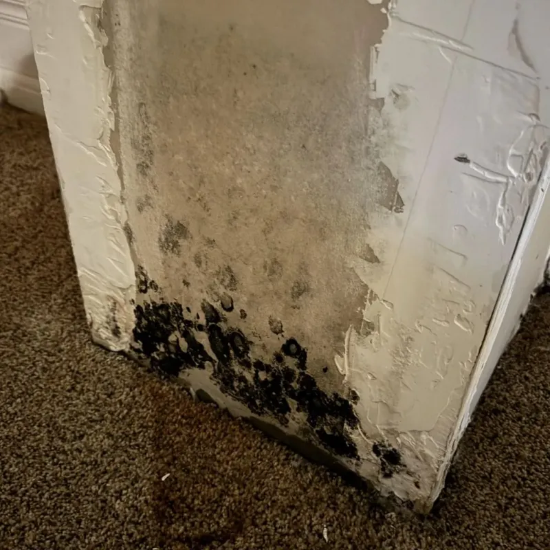 Professional Mold Removal in Woodbury, NJ